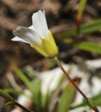 Minuartia arctica