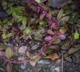 Ajuga reptans