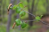 Betula platyphylla