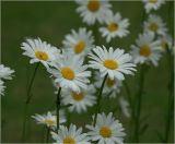 Leucanthemum ircutianum