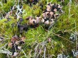 Peltigera malacea. Таллом с апотециями и с подсохшим, подвёрнутым краем. Красноярский край, Ермаковский р-н, парк \"Ергаки\", Западный Саян, северная оконечность Куртушибинского хребта, склон к Чёрному оз., заросший курумник. 09.08.2020.