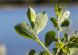 Salix phylicifolia