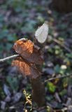 Acer platanoides. Сухой опавший лист и пенёк молодого дерева, которое подгрыз бобр. Калужская обл., Боровский р-н, левый берег р. Истерьма в 300 м ниже хутора учителей Дёшиных. 14.11.2022.