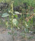 Amaranthus retroflexus