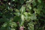 Lamium maculatum