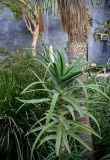 Aloe arborescens