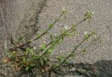 Cerastium holosteoides