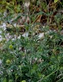 Scabiosa ochroleuca. Верхушки побегов с соцветиями на стадии бутонизации. Чечня, Веденский р-н, с. Хой, ≈ 1800 м н.у.м., каменистый склон. 25.07.2022.