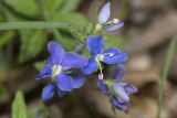 Veronica umbrosa