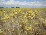 Helichrysum corymbiforme