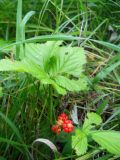 Rubus saxatilis