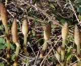 Equisetum telmateia