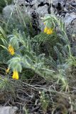 Onosma irritans. Цветущее растение. Южный Казахстан, горы Каракус. 20.04.2012.