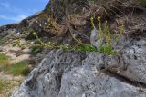 Linaria genistifolia