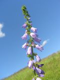 Campanula bononiensis