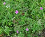 Geranium soboliferum