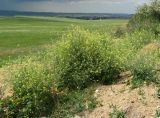 Sisymbrium orientale. Цветущие растения. Крым, окр. с. Перевальное, у дороги. 17 мая 2013 г.