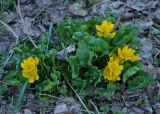 Caltha polypetala. Цветущее растение. Армения, Вайоц Дзор, Джермук. 03.05.2013.