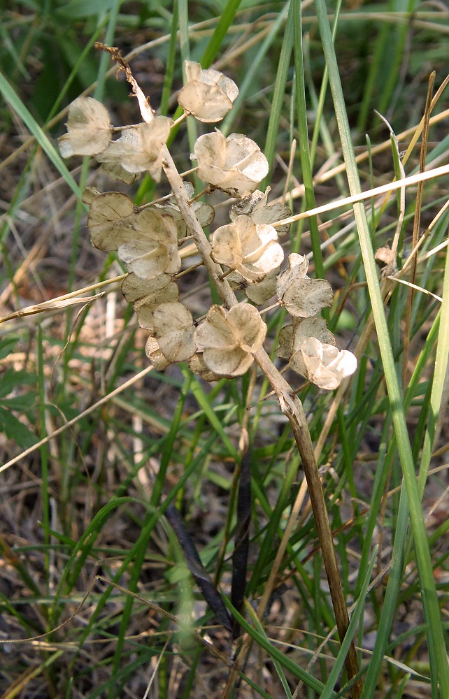 Изображение особи Muscari neglectum.