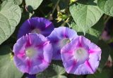 Ipomoea purpurea