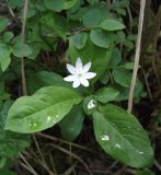 Trientalis europaea