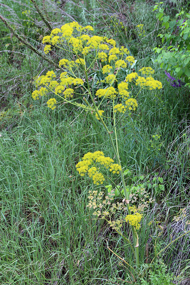 Изображение особи Ferula kirialovii.