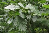 Sorbus colchica