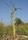 Cyperus glomeratus