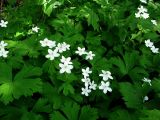 Anemone baicalensis ssp. occidentali-sajanensis