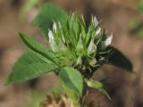 Trifolium retusum. Соцветие. Крым, окр. Балаклавы, с. Оборонное. 6 июня 2015 г.