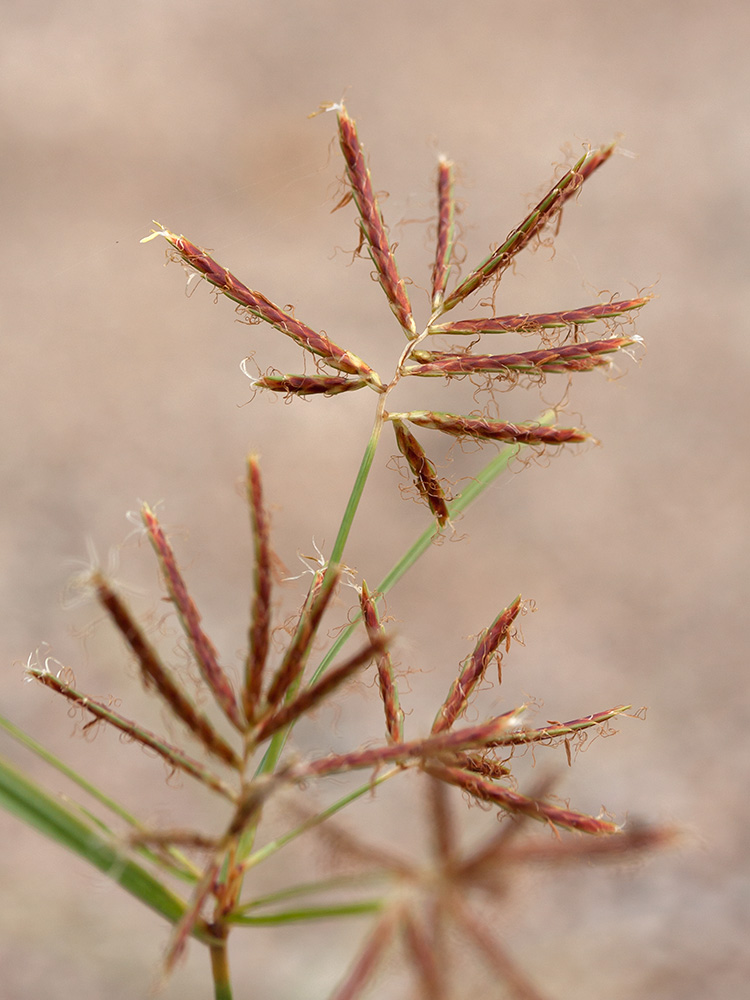 Изображение особи Cyperus longus.