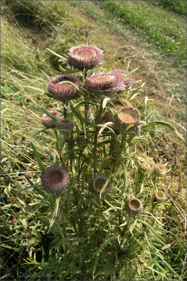 Изображение особи Cirsium polonicum.