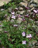 род Epilobium