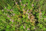 Thymus marschallianus