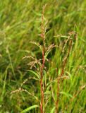 Persicaria hydropiper