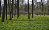 Anemone ranunculoides