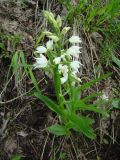 Cephalanthera longifolia