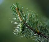 Pinus sylvestris