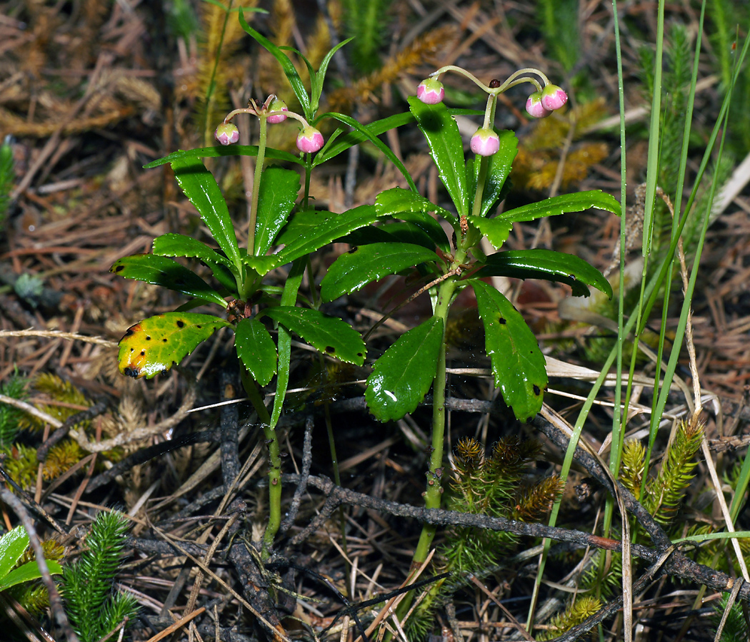 Изображение особи Chimaphila umbellata.