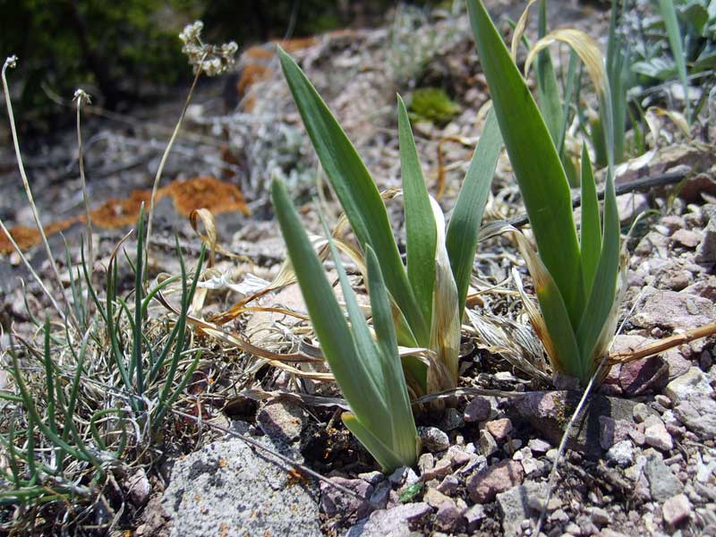 Изображение особи Iris humilis.