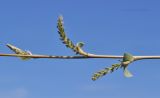 Salix ledebouriana