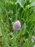 Allium schoenoprasum