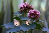 Clerodendrum bungei