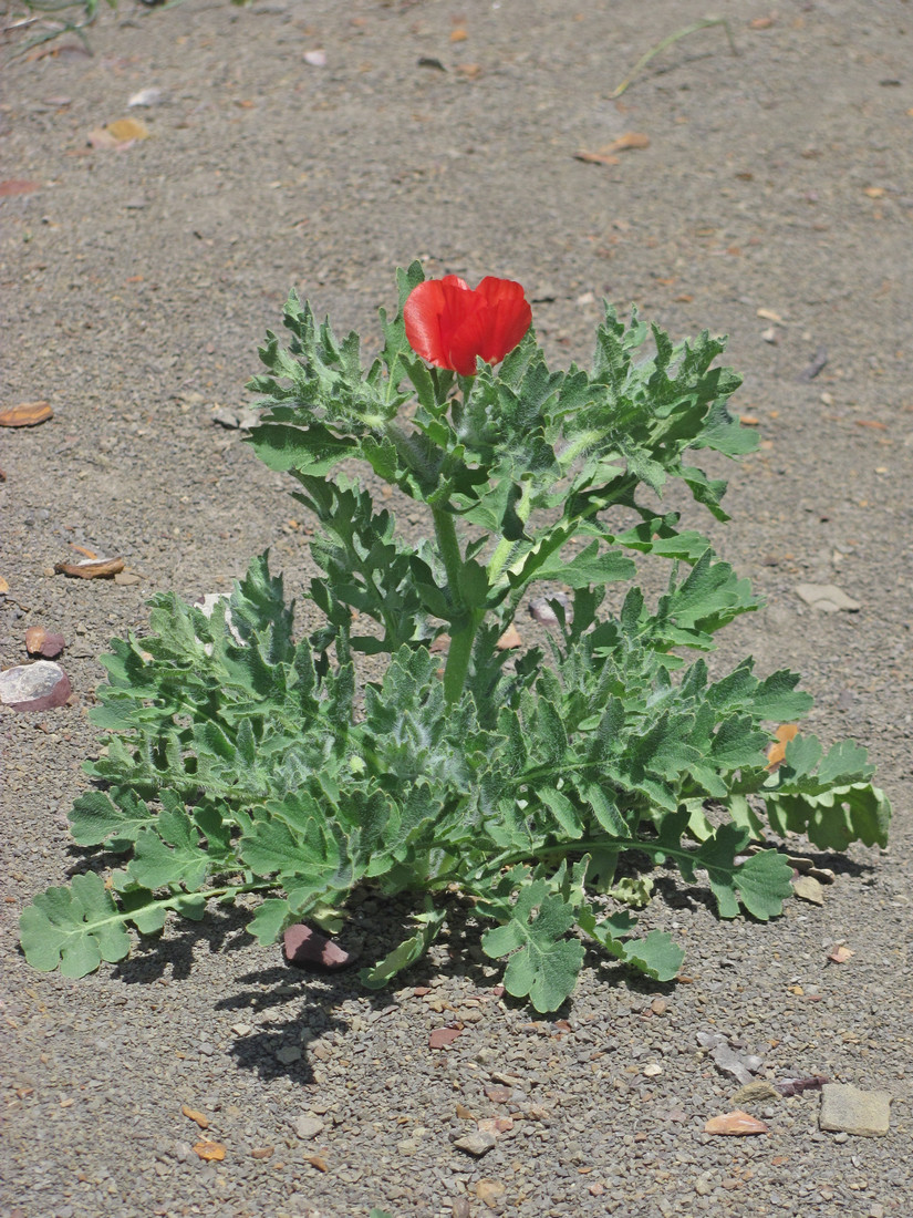 Изображение особи Glaucium corniculatum.