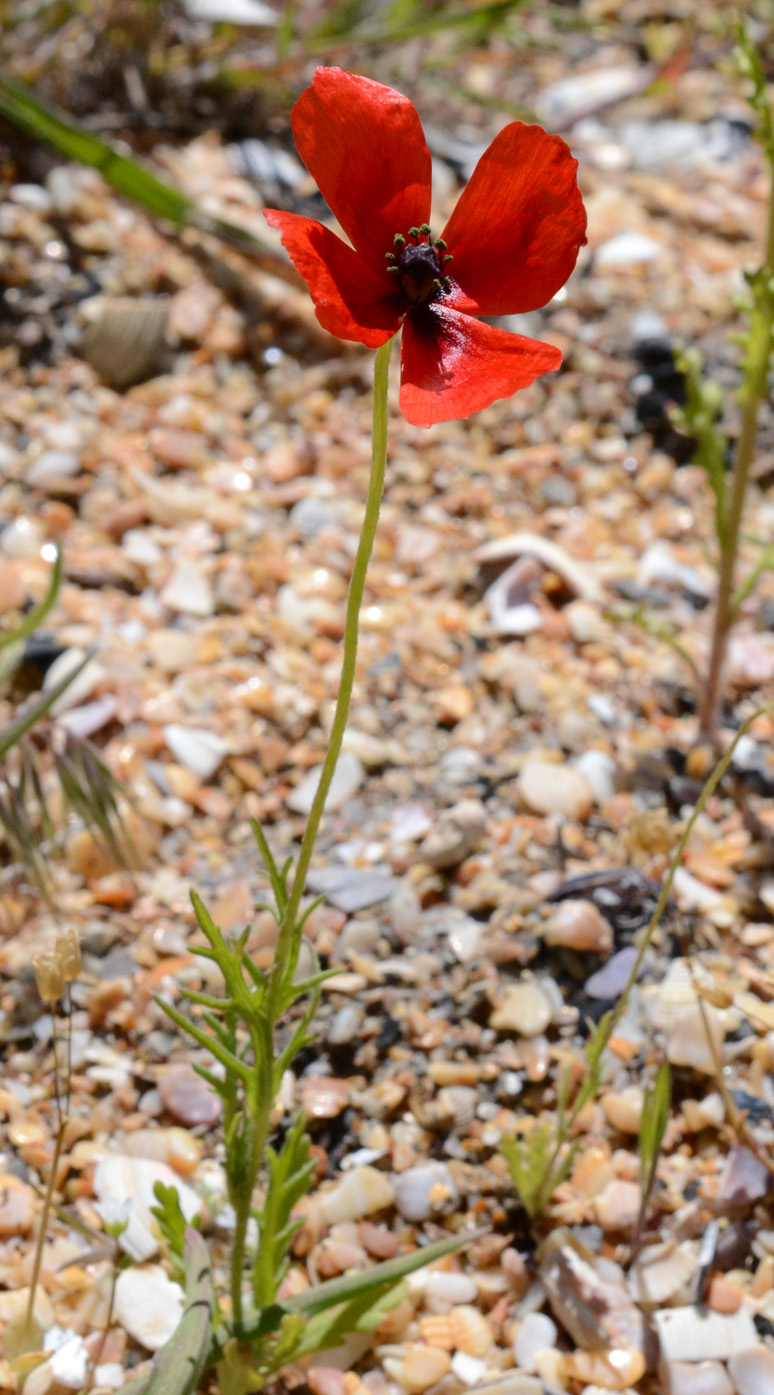 Image of Papaver laevigatum specimen.