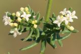 Galium humifusum. Часть побега с соцветиями. Ростовская обл., Неклиновский р-н, Новобессергеневское с/п, балка Платонова, в степи. 22.07.2017.