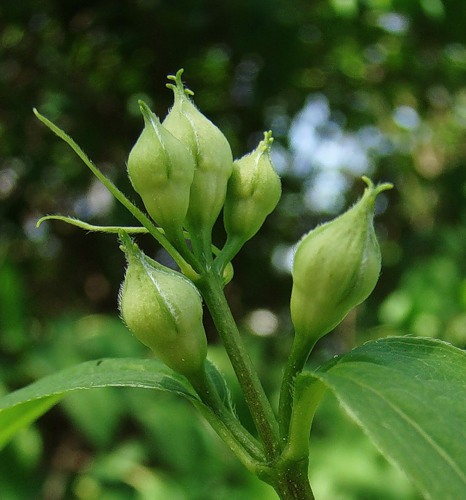 Изображение особи род Philadelphus.