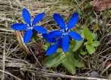 Gentiana uniflora. Цветущие растения. Якутия (Саха), Нерюнгринский р-н, окр. перевала Тит. 22.06.2016.