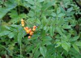 Sorbus sibirica. Побег с соплодиями с созревающими плодами. Камчатский край, Елизовский р-н, горный массив Вачкажец, лес вблизи газопровода. 18.08.2016.