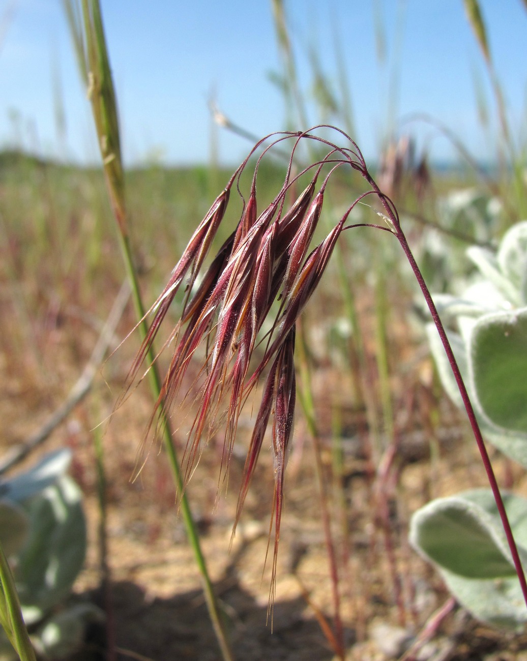 Изображение особи Anisantha tectorum.